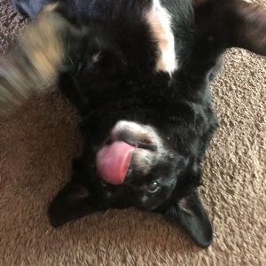 Meet your Posher, Max